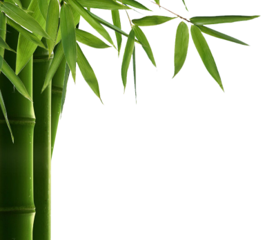 Transparent Thin Leaved Bamboo Painting HD, Durable, Bamboo, Sunlight, Fertilizer, Growing Trees PNG Images