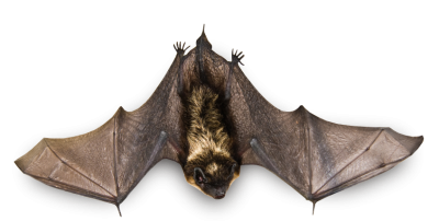 Flying Brown Top View Bat Hd Transparent PNG Images