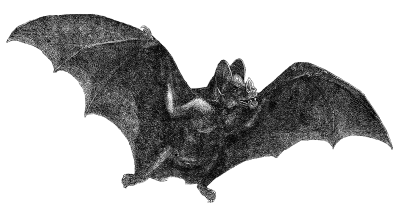 halloween bat png download - 3480*3480 - Free Transparent Halloween Bat png  Download. - CleanPNG / KissPNG
