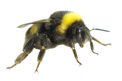 Flying Insects, Little Honey Bee Free Download PNG Images