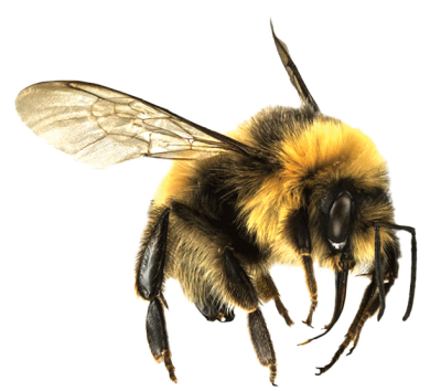 Furry Little Honey Bee Transparent Hd Free Download PNG Images