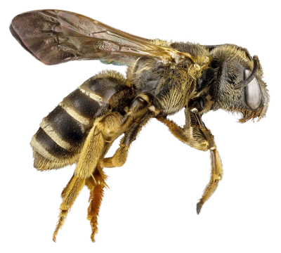 Pest, Insect, Honey Bee Transparent Hd Background PNG Images