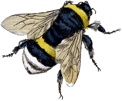 Sting, Organism, Honey Bee Png Clipart Free Download Drawing PNG Images