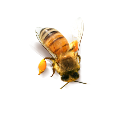 Orange Bee Image Hd Background PNG Images