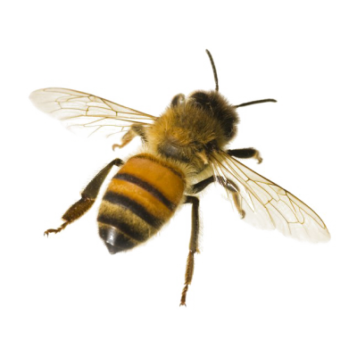 Back Turned Bee Hd Picture PNG Images