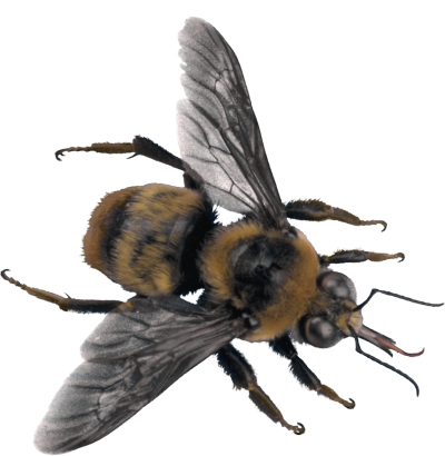 Dark Black Bee Clipart Images Download PNG Images