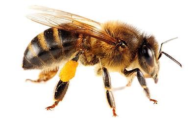 Big Bee Picture Png Download PNG Images