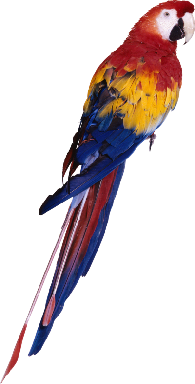 Parrot Bird Transparent Background PNG Images