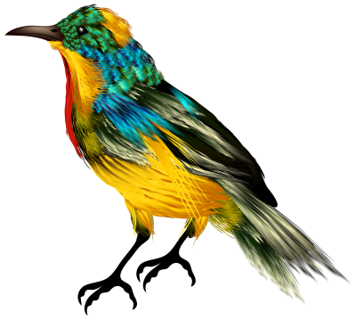  Colorful Bird Photo Free Transparent, Species, Beak, Wing PNG Images