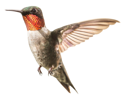Hummingbird Transparent Image, Bird Family Png PNG Images