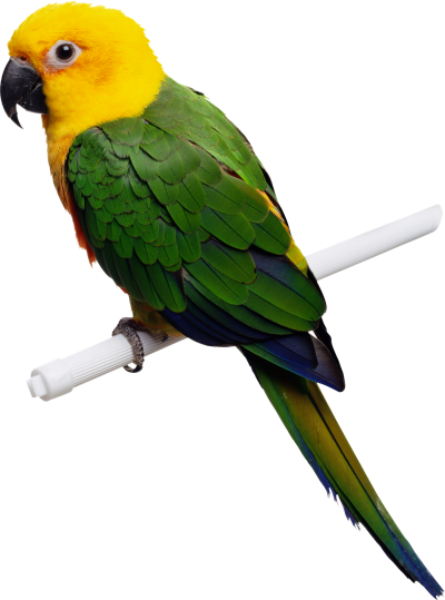 Yellow Bird Parrot Transparent PNG Images