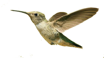 Humming Bird Image HD, Flies, Species, Cultivars, Nature, Fly PNG Images