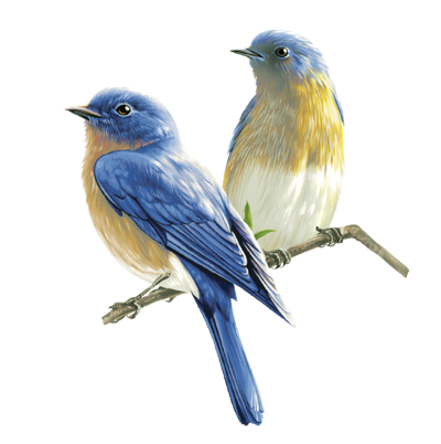 Double Birds HD Download, Branch, Glance, Migration PNG Images