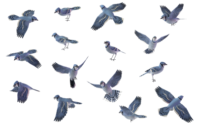 Regular Flying Birds HD Download, Swallows, Paradise, Parrots, Albatross PNG Images