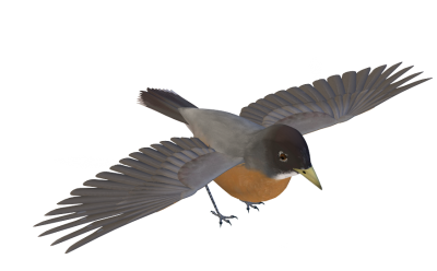 PNG Gray Winged Bird, Species, Beak, Wing PNG Images