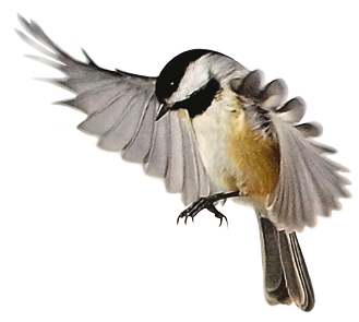 Bird Picture With Open Wing PNG, Beak, Wing, Animals PNG Images