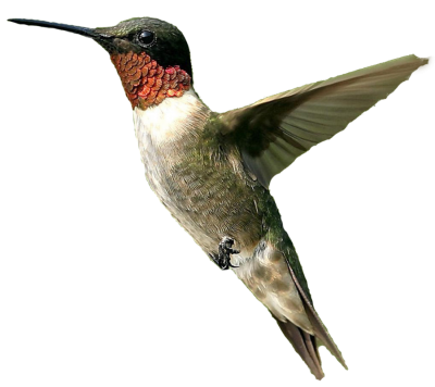 Flying Hummingbird Image Transparent, Breeding, Egg, Vertebrate, Flight PNG Images