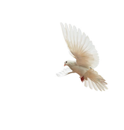 PNG Flying White Dove Bird, Noble, Flight, White, Variety PNG Images