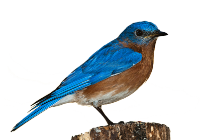 Cartoon Blue Sparrow Picture, Illustrations, Types, Naturalness PNG Images