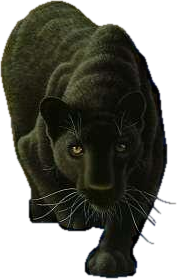 Black Tiger Png Free PNG Images