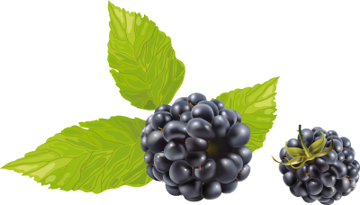 Bunch, Garden, Green Leafy Blackberry Fruit Png Photo Background PNG Images