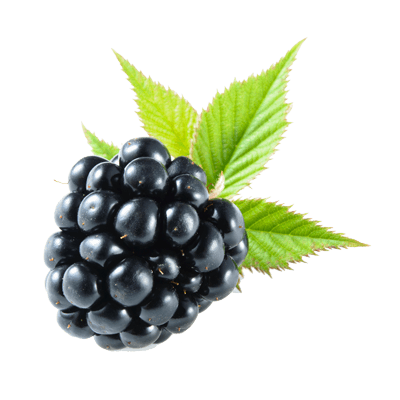 Raspberry, Blackberry Fruit Clipart Transparent Background PNG Images