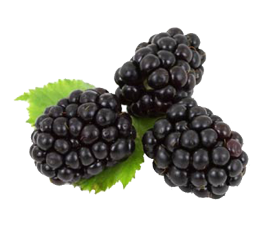 Triple Blackberry Fruit Transparent Images Free Download PNG Images