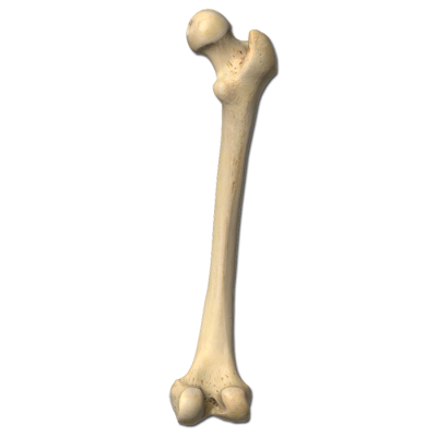 Download BONES Free PNG transparent image and clipart