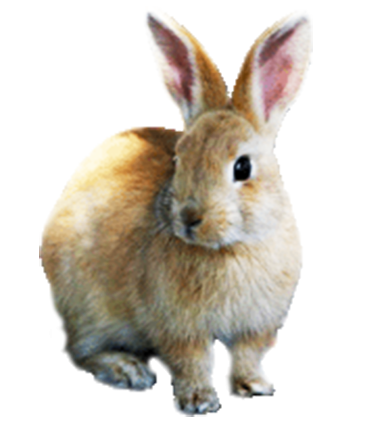 Animal, Carrot, Cute Funny Png Clipart PNG Images