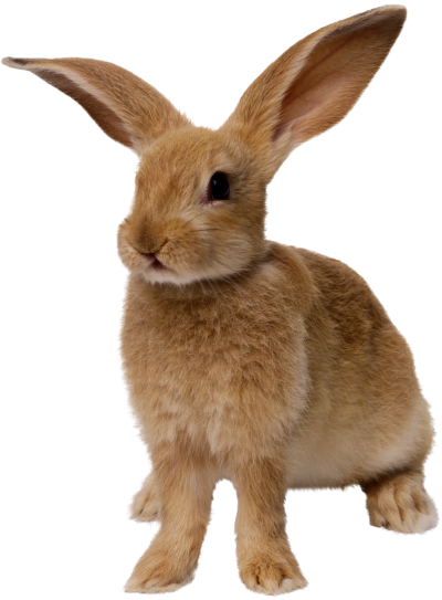 Brown Bunny Hd Png PNG Images