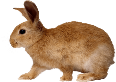 Brown Bunny Walking From Side Transparent Free PNG Images