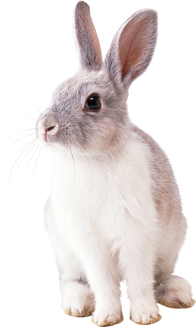 Bunny Animal Nature Png Clipart PNG Images