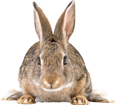 Cute Brown Bunny Transparent Clipart PNG Images