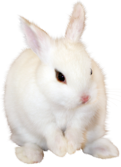 Cute White Bunny Png Free PNG Images