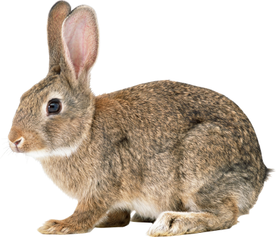 Mother Bunny Hd Transparent PNG Images