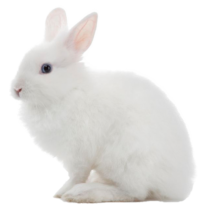 Rabbir, Carrot, Animal, White Bunny Transparent Hd PNG Images