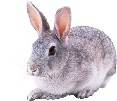 Red Eyed Gray Bunny Background Transparent PNG Images