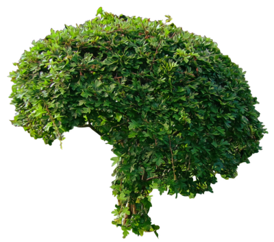 Bushes, Trees Models Hd Png PNG Images