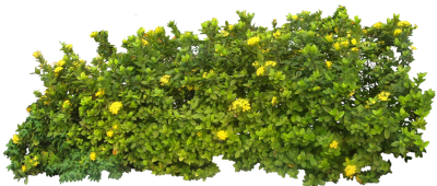 Elegant Yellow Floral Green Bush Transparent Free PNG Images