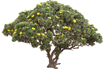 Flora High Quality Bush Tree Daisy Png Transparent PNG Images