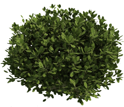 Fresh View Green Bush Png Clipart PNG Images