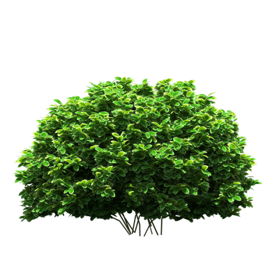 Live View Green Bush Hd Png PNG Images