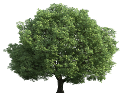 Real Simple Green Tree Transparent Background PNG Images