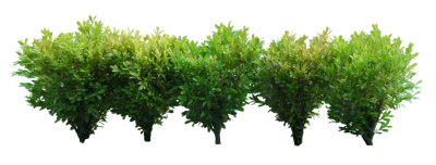 Regularly Maintained Green Bushes Hd Png PNG Images