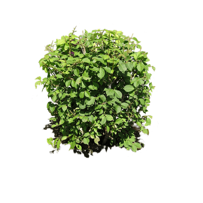 Small Bush Plant Image Png Free PNG Images