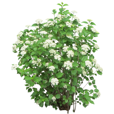 White Flowers With Green Bush Transparent Background PNG Images