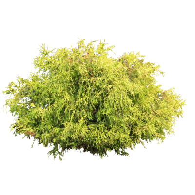 Yellow Green Mix Bush Transparent Background PNG Images