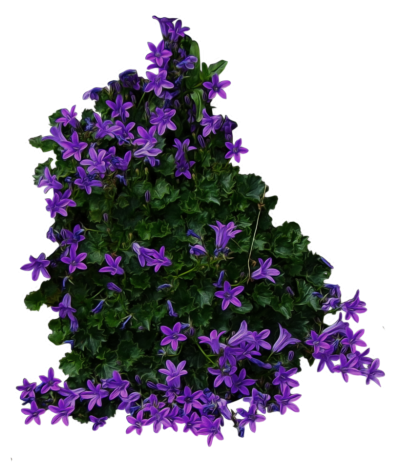 Bushes Free PNG PNG Images