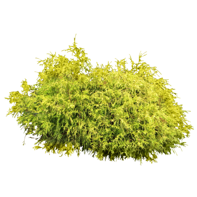 Shrub, Bushes Cut Out Png PNG Images