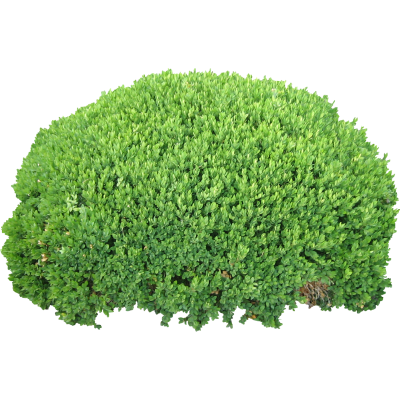 Bushes Icon Clipart PNG Images